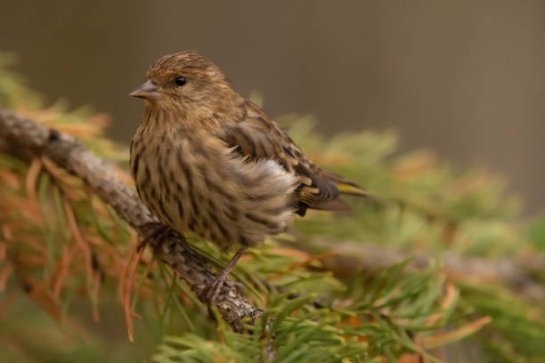 istock Little bird Pine siskin is sitting on the spruce branch. 1437061802