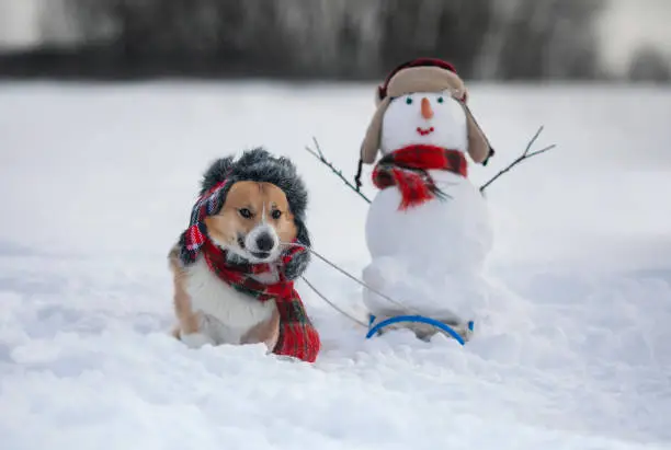 Photo of cute corgi dog in a warm hat is driving a sleigh with a snowman in the Christmas park