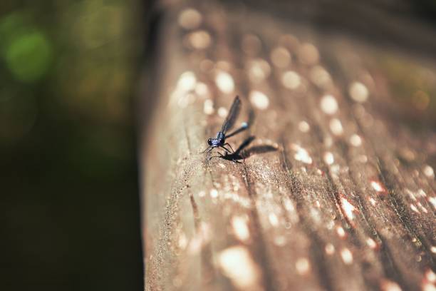 A shallow focus shot of tiny dragonfly on wooden surface