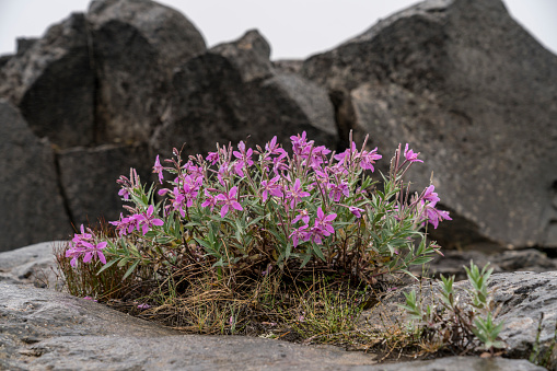 Close up of small group of pink flowers against black volcanic rocks.