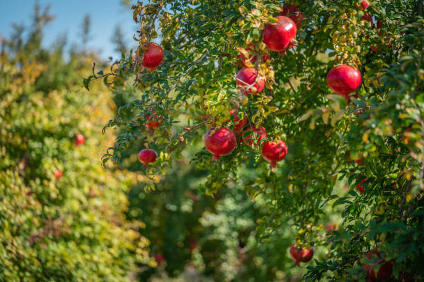 спелые гранаты на деревьях в саду, - pomegranate pomegranite tree tree leaf стоковые фото и изображения