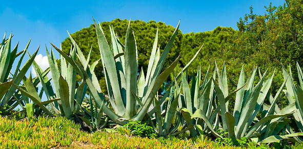 Aloe Vera farm in Fuerteventura, Canary Islands\n\nGreen Aloe vera in bloom.