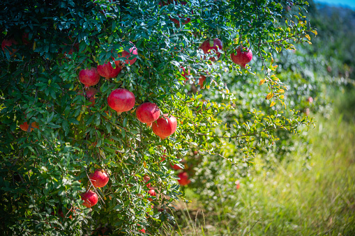 Pomegranate fruit on a pomegranate tree branch
