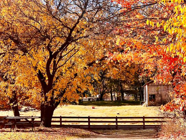 istock Autumn On The Farm Series 1 1437069156