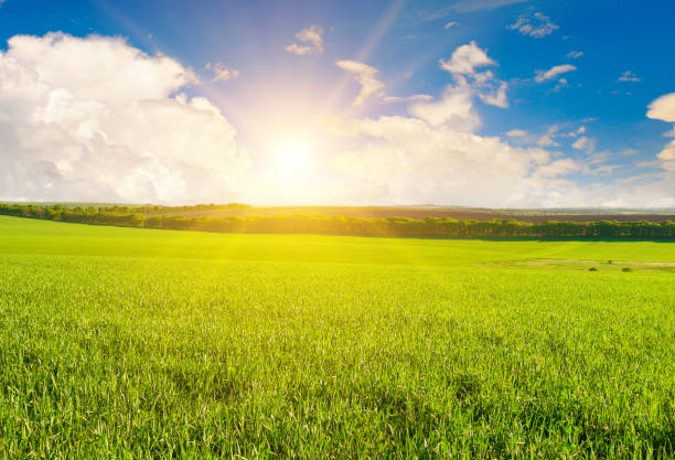 istock Sunset or sunrise on a wheat field. 1437069228