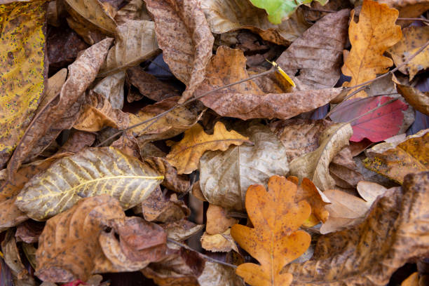 istock Leaves  in the forest during autumn texture. 1437069314