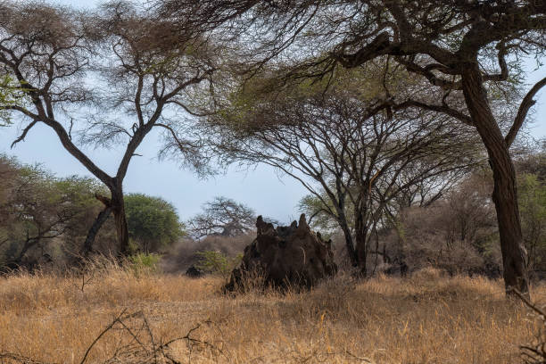 istock A Termite Mound in the African Savannah 1437069852