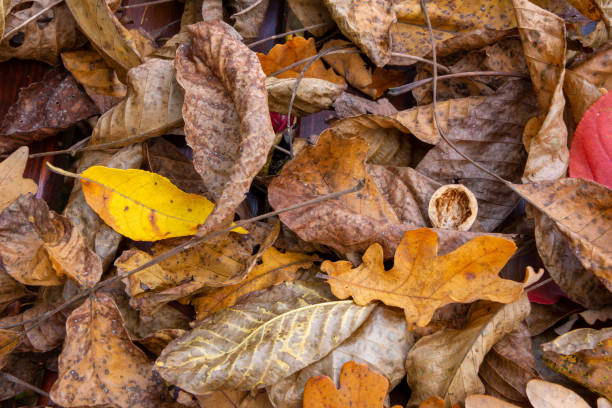 istock Leaves  in the forest during autumn texture. 1437070573