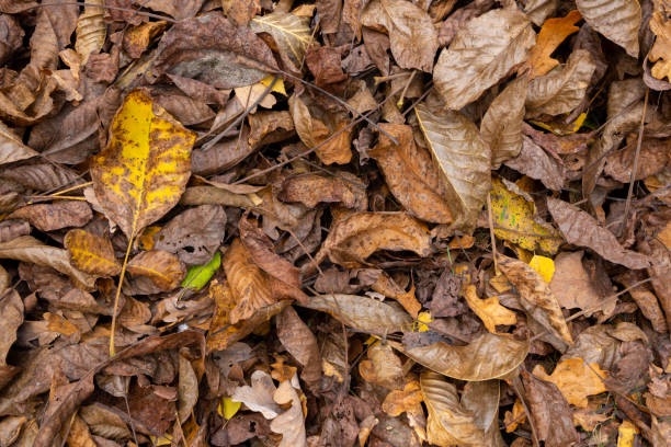 istock Leaves  in the forest during autumn texture. 1437070671