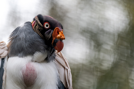 Portrait of bird. One king vulture. Sarcoramphus papa with bokeh backgrounds,