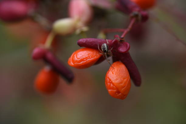 istock Euonymus ( Winged spindle tree ) berries and autumn leaves. 1437071451