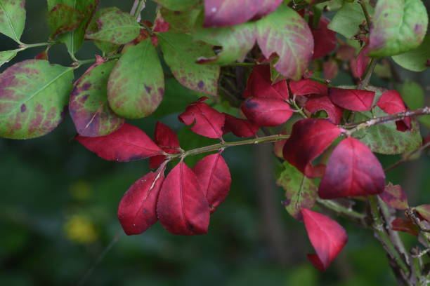istock Euonymus ( Winged spindle tree ) berries and autumn leaves. 1437071461