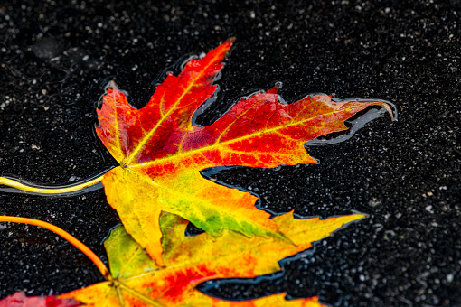 Close-up on several bright yellow and red wet leaves lying on an asphalt driveway or road. The leaves have vibrant orange, red, yellow and green colors.