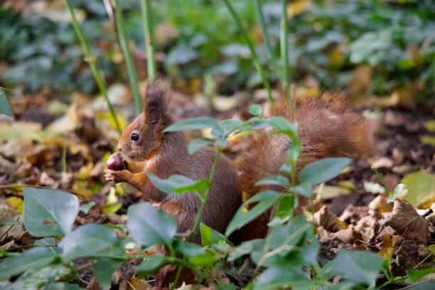 scoiattolo e castagna - squirrel red squirrel black forest forest foto e immagini stock