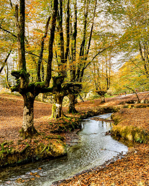 autumnal forest crossed by a stream autumnal forest crossed by a stream in the north of Spain sutton park stock pictures, royalty-free photos & images