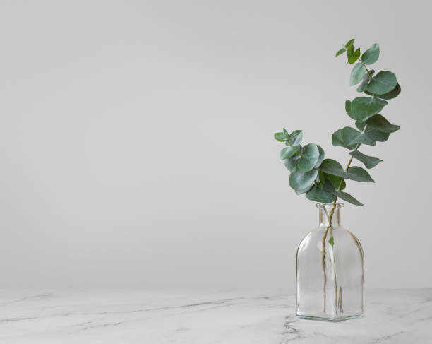 istock Eucalyptus branches in a glass vase on a gray background 1437074480