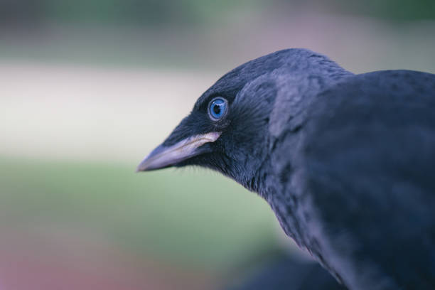istock jackdaw bird's profile with forest background 1437078027