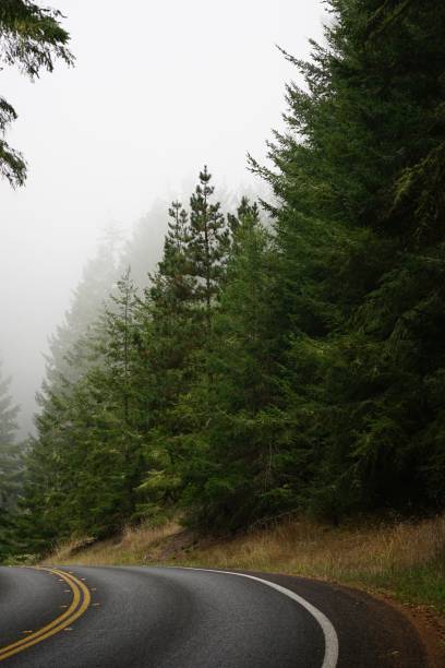 istock Vertical shot of a road surrounded by a forest 1437078369