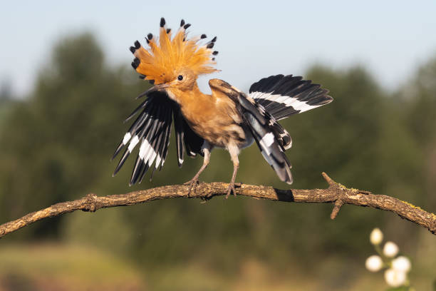 istock hard bird hallelujah 1437079365