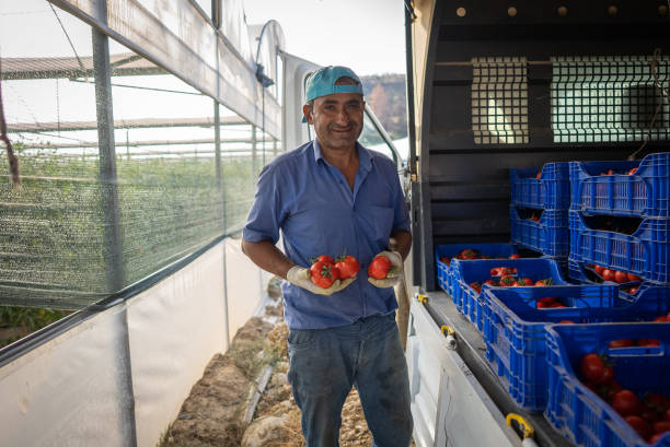 istock Farmer man looking at camera and stacks tomatoes to crate for post-harvest distribution. 1437081416