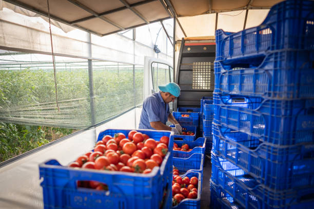 un agriculteur empile des tomates dans des caisses pour les distribuer après récolte. - greenhouse industry tomato agriculture photos et images de collection