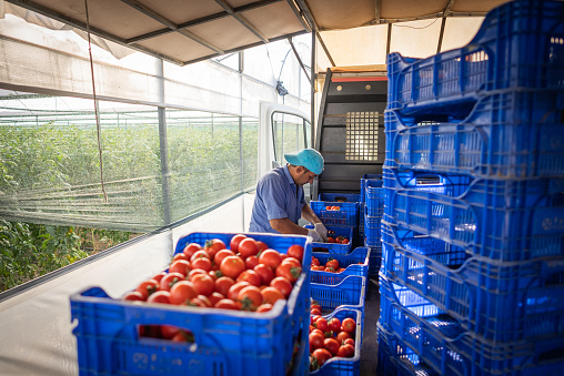 Farmer man stacks tomatoes to crate for post-harvest distribution.