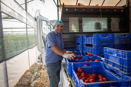 Farmer man looking at camera and stacks tomatoes to crate for post-harvest distribution.