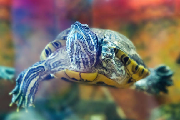 istock Red-eared turtle Trachemys scripta swims in an aquarium 1437081526