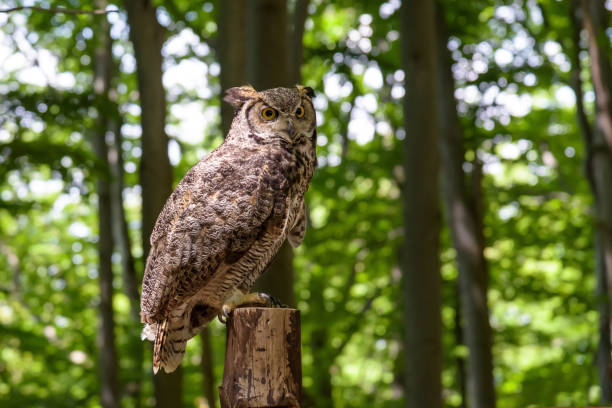 great horned owl (bubo virginianus) sitting on a tree trunk - ridge mountain wilderness area poland imagens e fotografias de stock