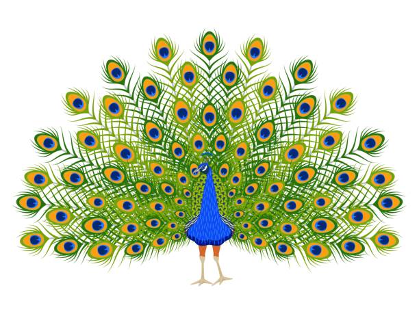 cartoon pfau. schöner vogel mit zierfedern isoliert auf weißem hintergrund - peacock backgrounds animal bird stock-grafiken, -clipart, -cartoons und -symbole