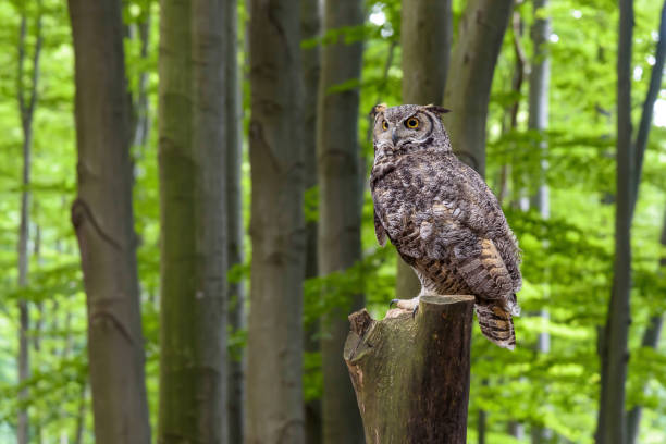 istock Great horned owl (Bubo virginianus) sitting on a tree trunk 1437081917