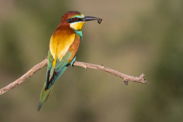 istock bird of paradise bee-eater with a bee in its beak 1437083696