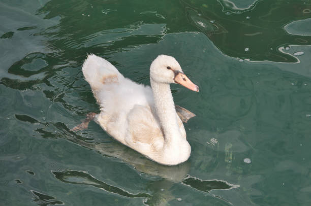 white swan scientific name Cygnus of animal class birds