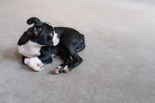 A small Boston Terrier wearing a collar is sitting in a white garden chair and taking a rest outside on a sunny day.