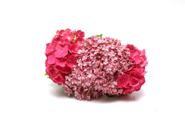 istock Flower head of hydrangea isolated on a white background. 1437088934
