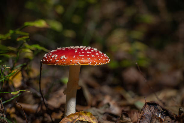 istock Fly agaric Amanita muscaria in a forest at fall.. 1437090314