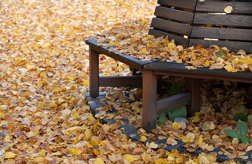A round wooden bench is covered with fallen leaves in autumn. Yellow leaves lie plentifully on the ground.