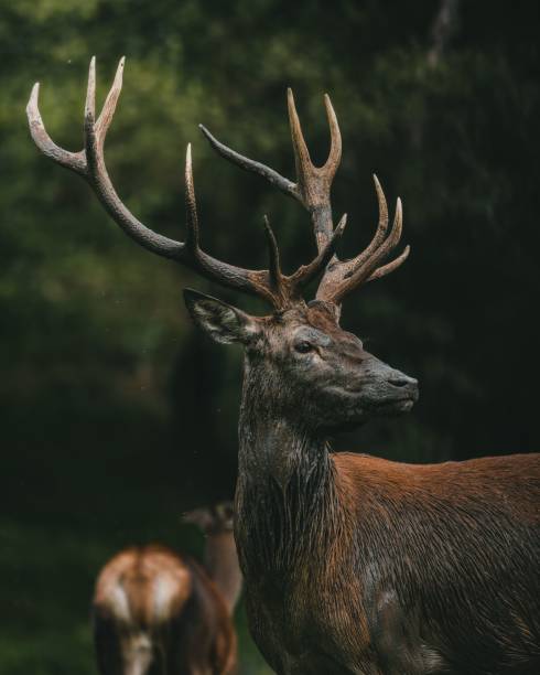 istock Vertical portrait of a red deer in a forest 1437093118