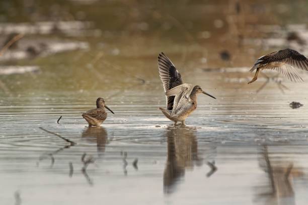 istock Cute little bird snipe drinking water with other snipes flying on a blurred background 1437094761