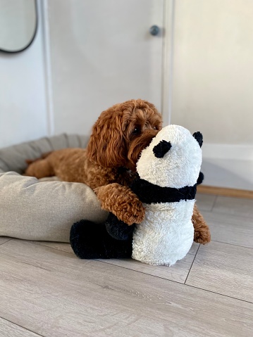 Red cavapoo lying in his bed and cuddling his favourite teddy bear panda