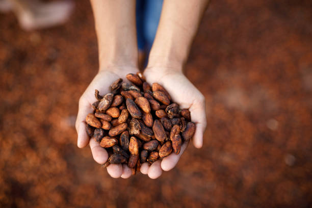 mão humana cheia de sementes de cacau secas - cocoa bean - fotografias e filmes do acervo