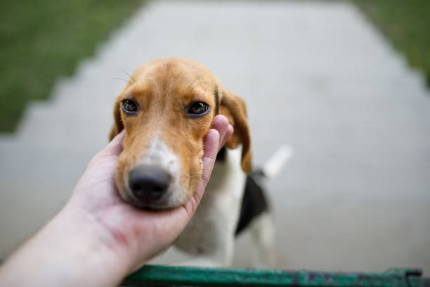 istock Puppy dog leaning it's head on a person's hand 1437095794