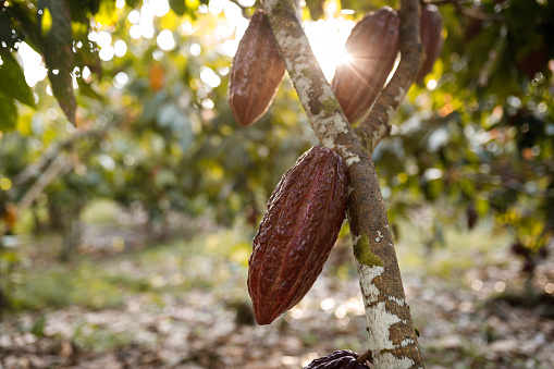 Ripe of chocolate harvest on dark wooden background close-up