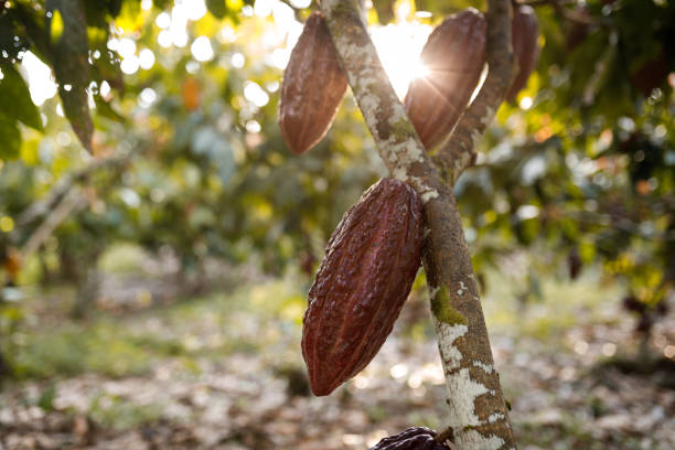 Close up of three cocoa bean hanging from a cocoa tree daily life of a cocoa farm theobroma stock pictures, royalty-free photos & images