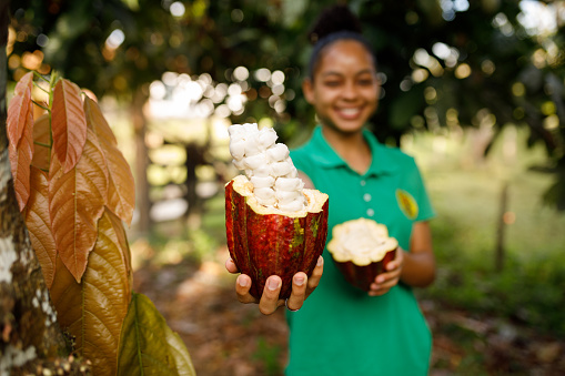 daily life of a cocoa farm