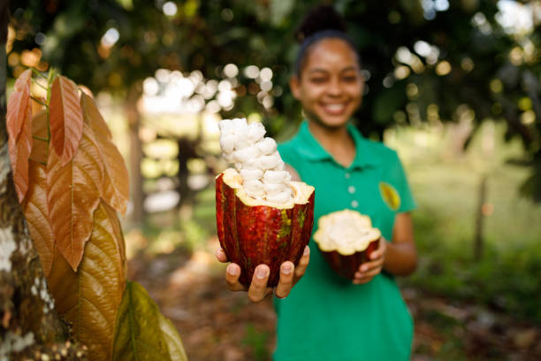 Farmer showing an open cacao bean to the camera daily life of a cocoa farm theobroma stock pictures, royalty-free photos & images