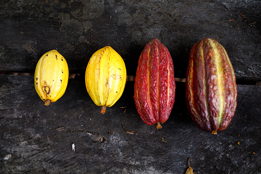 daily life of a cocoa farm