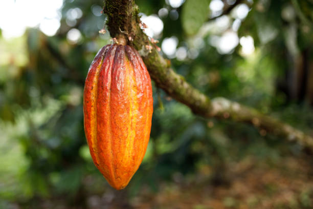 istock Cocoa bean hanging from a branch of cocoa tree 1437095976