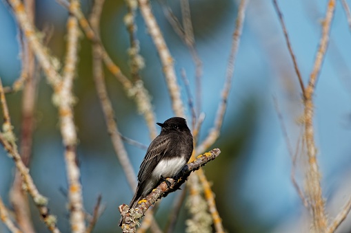 A closeup shot of a blackbird perched on a branch