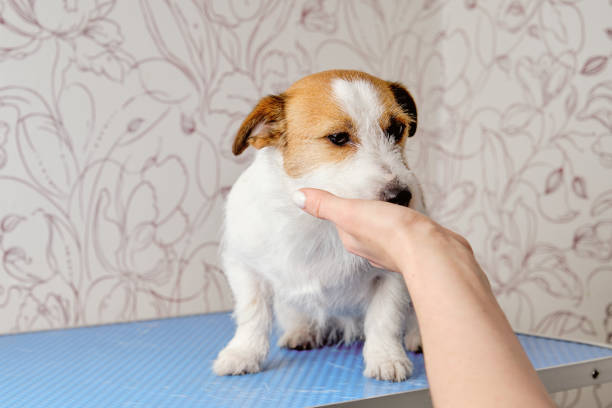istock A woman's hand holds the muzzle of a Jack Russell Terrier. Pet Care 1437098507